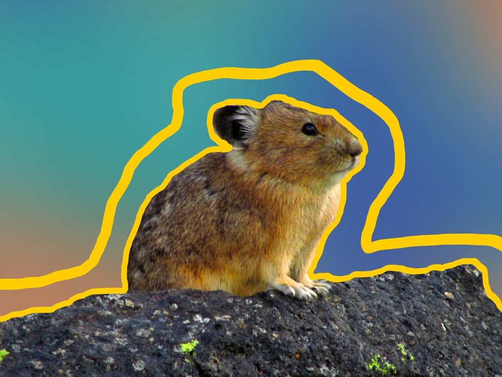 pika.png