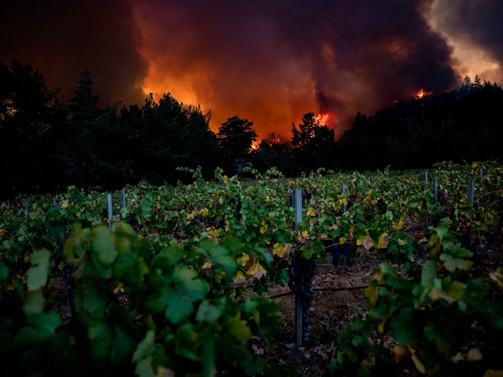 The Glass Fire burns behind Merus Wines vineyards in Napa Valley, California on September 27, 2020