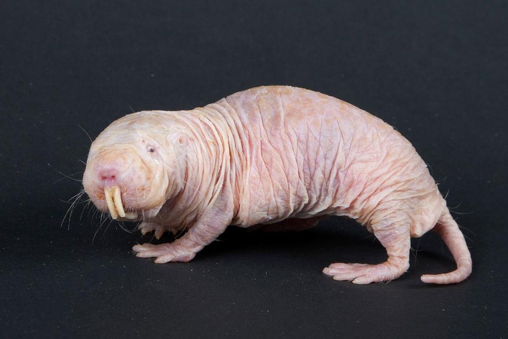 naked mole rat.jpg