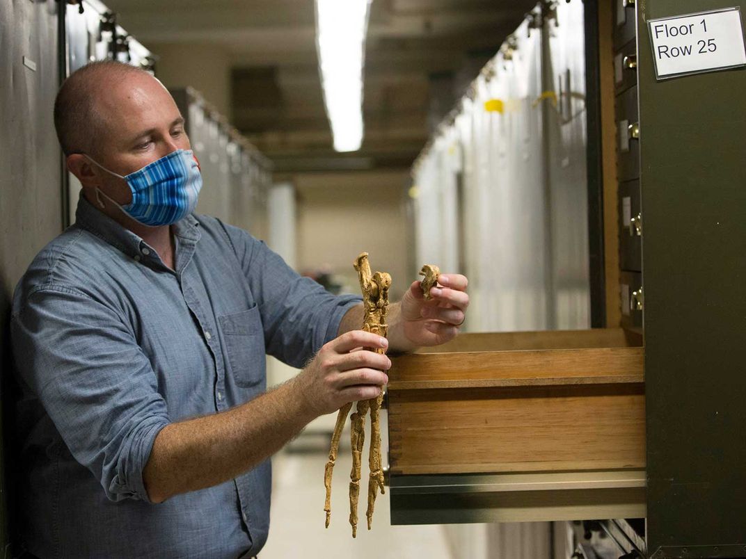 Nick Pyenson With Whale Fossil