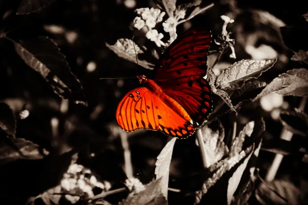 The Color of the Butterfly thumbnail