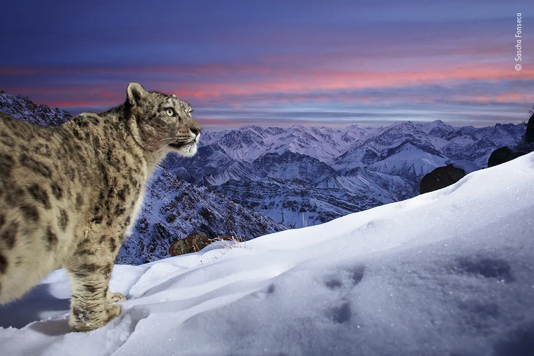 a snow leopard in front of snowy mountains