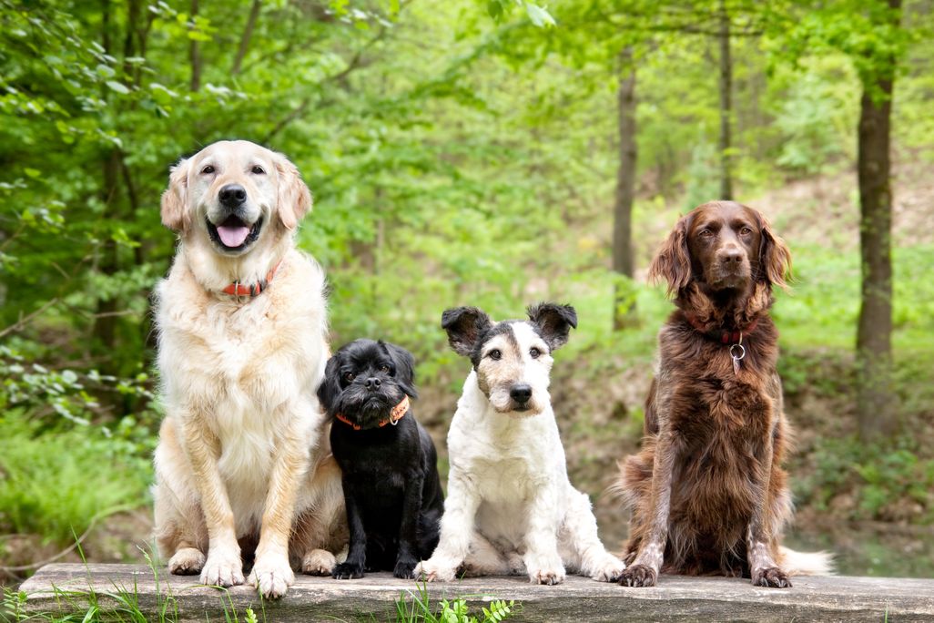 Four dogs