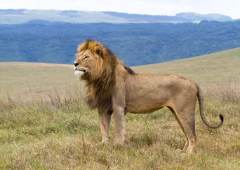 Tanzania Safari description