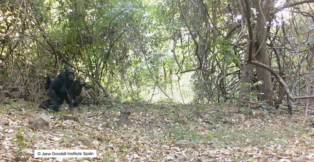 Chimpanzees on the ground in a forested area