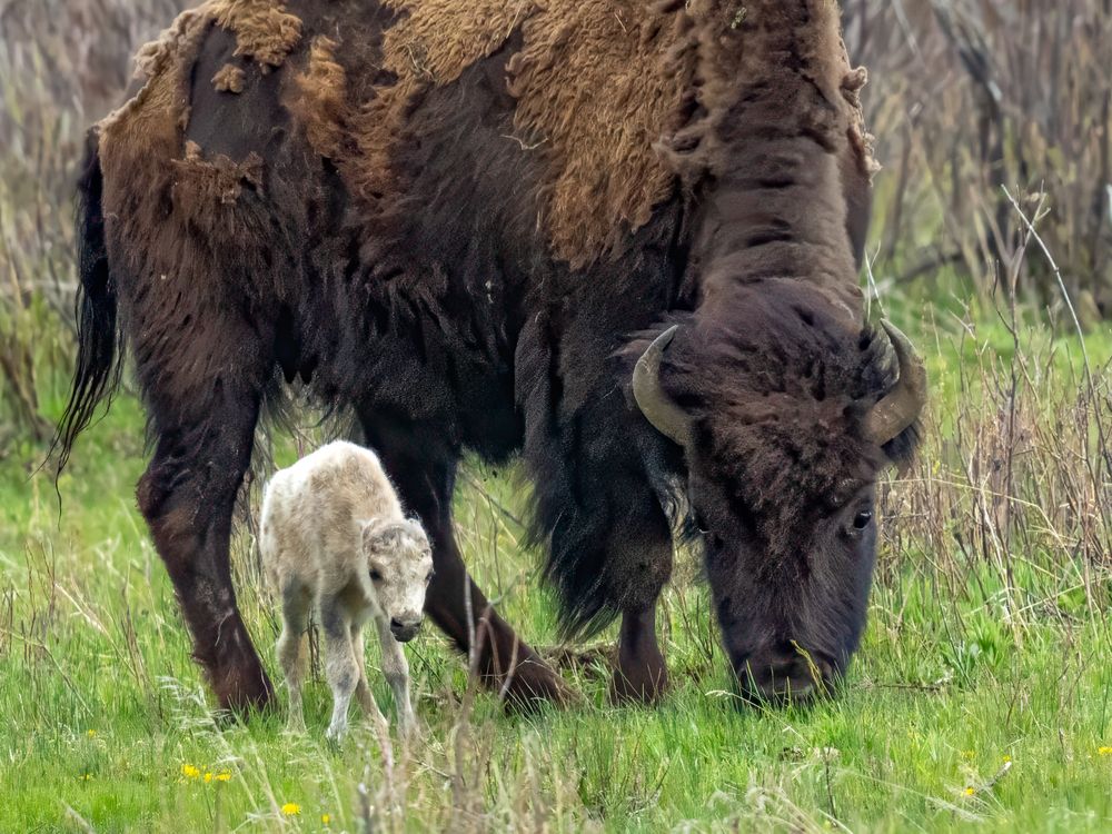 a white bison calf stands to the right of its mother, which appears much larger and brown, in the grass. the baby is barely as tall as the mother's leg
