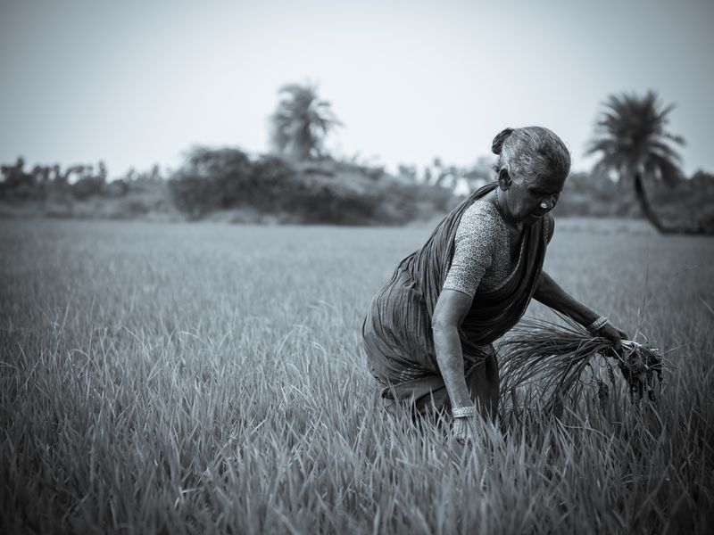 Lady Farmer Smithsonian Photo Contest Smithsonian Magazine