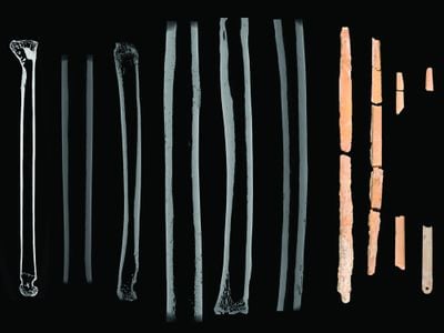 Micro-CT scans of the bone needles and the other examples of bone they were compared against