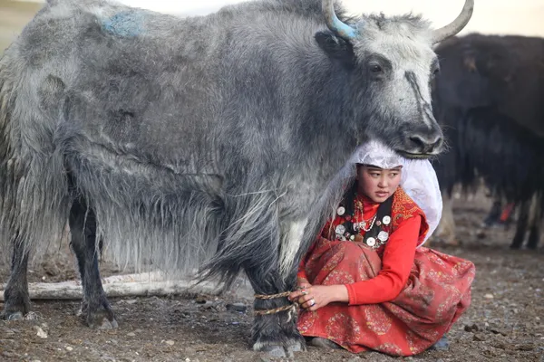 Milking a yak thumbnail