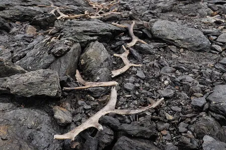 Well-preserved reindeer antlers found at the site