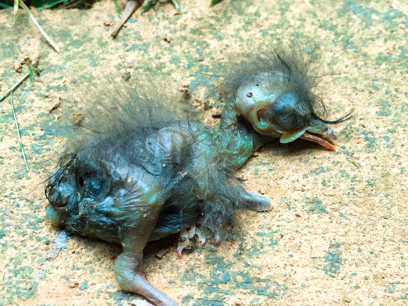 A newborn bird pushed out of the nest, dead. Smithsonian Photo