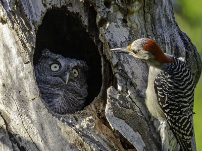 A red-bellied woodpecker peers into a hole in a tree and spots a very alarmed-looking young screech owl. The photograph, which was highly commended in the contest, is titled &quot;You&#39;re not my mother.&quot;