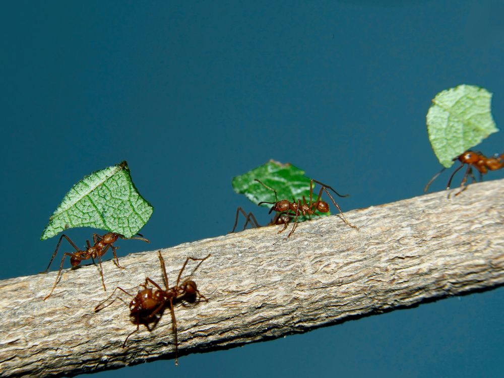 How Ants Became the World’s Best Fungus Farmers