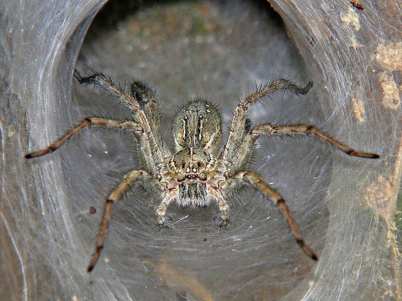 Sheetweb spider (Hippasa holmerae).jpg Smithsonian Photo Contest