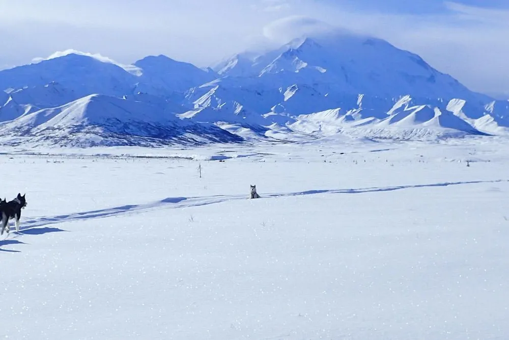 Mushing 2-header.jpg