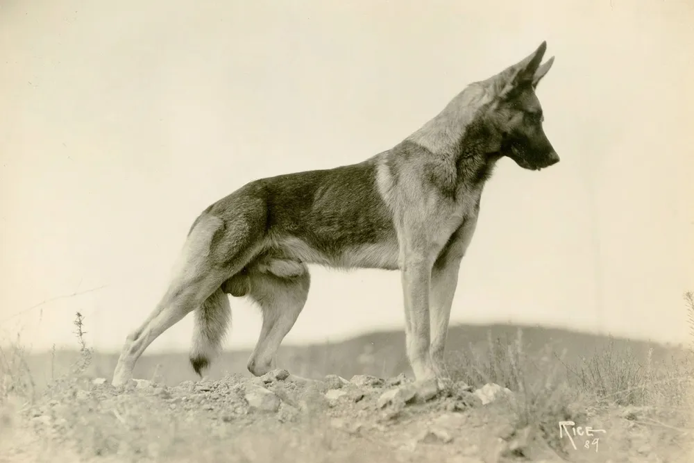 A 1924 photo of Strongheart