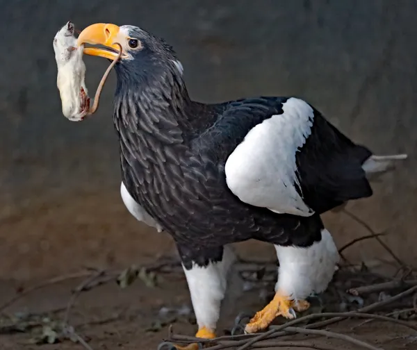 the eagle with its dinner thumbnail