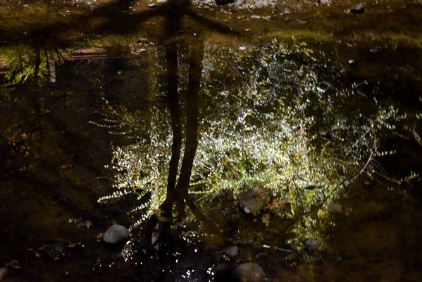 Reflection of night trees in a puddle thumbnail