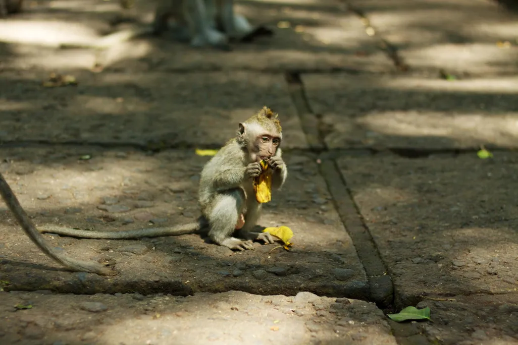 Bali_055_-_Ubud_-_Balinese_Macaque_monkey.jpg