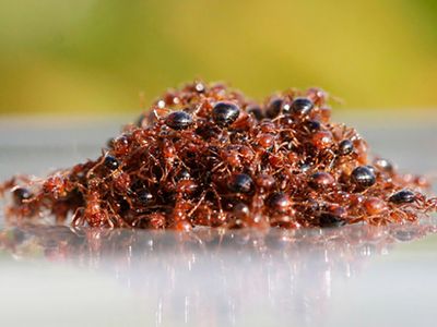 A small group of floating fire ants