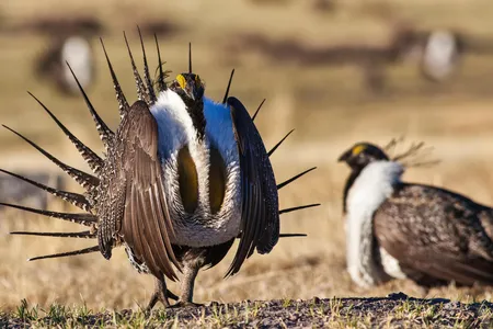 A male greater sage-grouse dances for a female.
