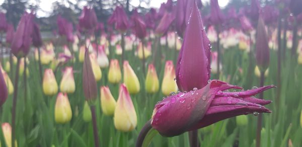 Tulips in the rain thumbnail