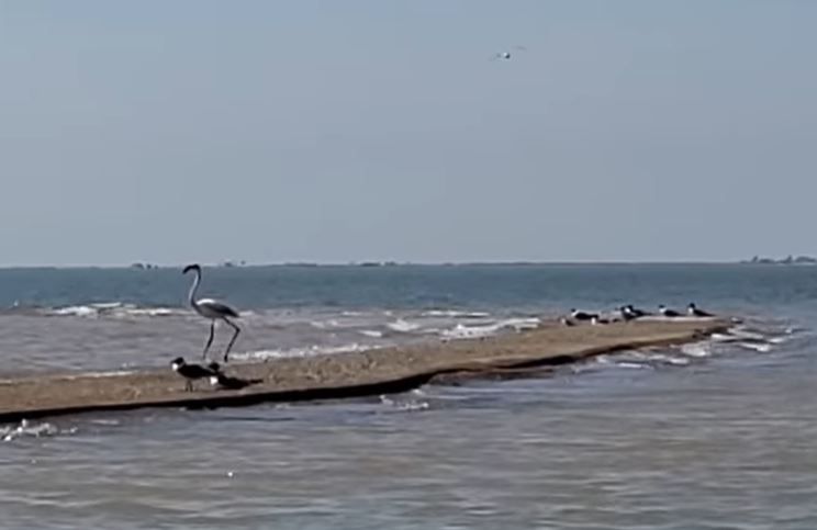 Flamingo on a beach with some other birds