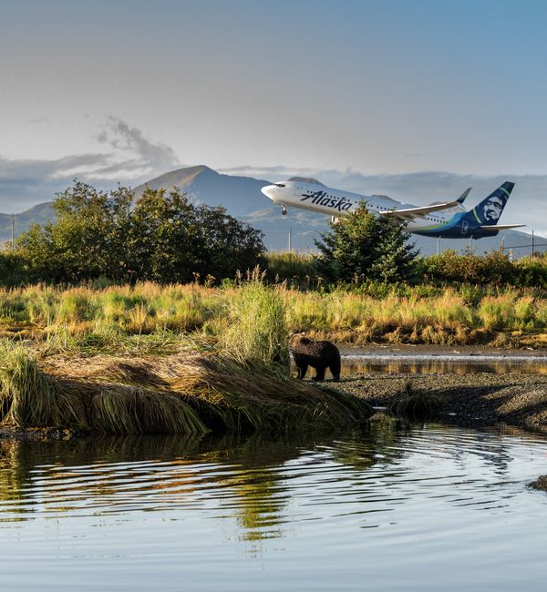 The Bear Who Missed His Flight thumbnail