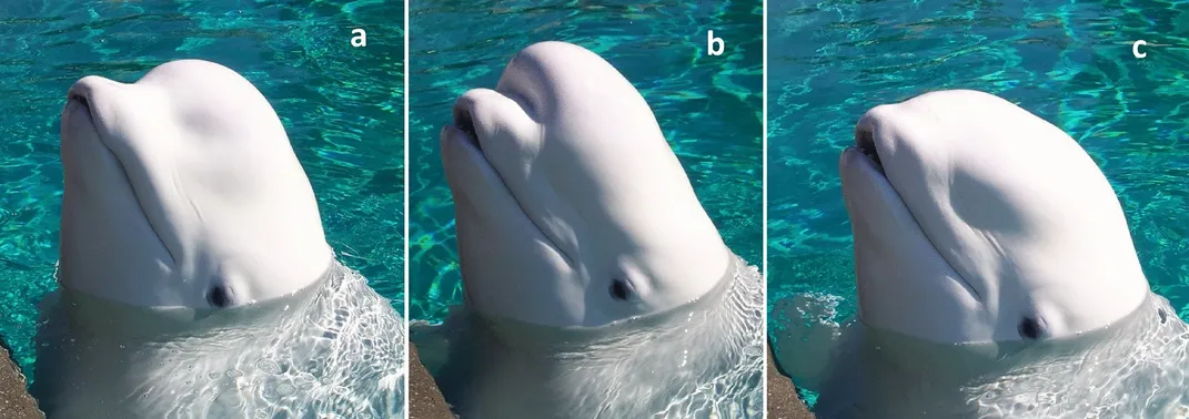 Triptych of beluga whale in water
