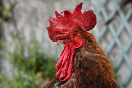 Cock-a-doodle-doo, losers.