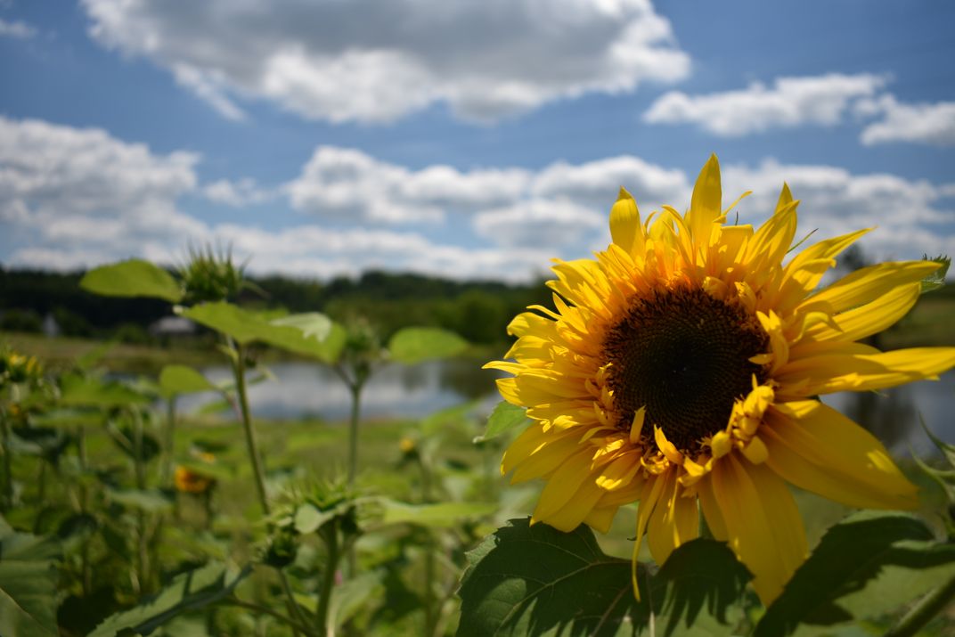 Sunflower in the garden Smithsonian Photo Contest Smithsonian Magazine
