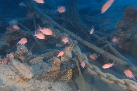 The pair immediately knew their find was something special, as wood rarely survives in saltwater unless it is buried by sediment.