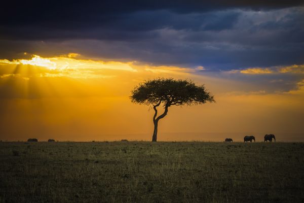 Dusk at Masai Mara thumbnail