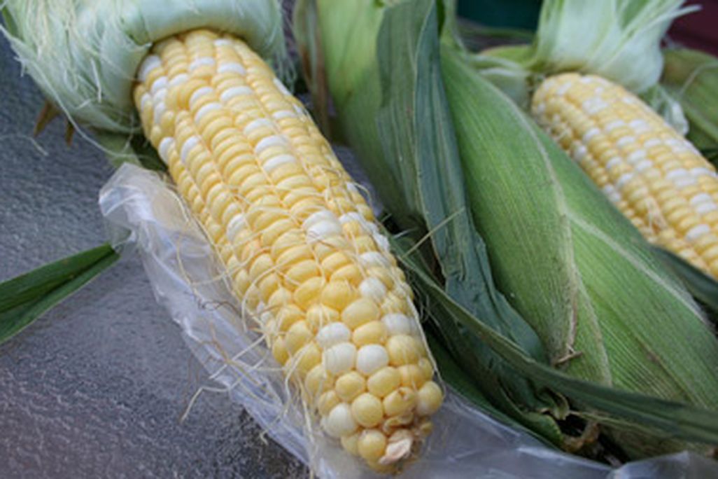 What to do with the corn from your local market?