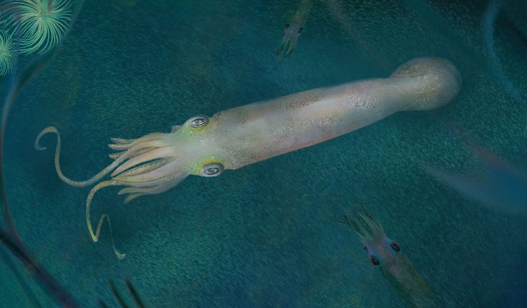 An illustration of a light-colored squid with ten arms in the water
