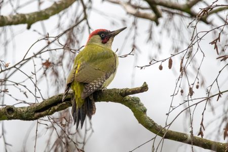 The European green woodpecker was one of the most skittish birds observed.