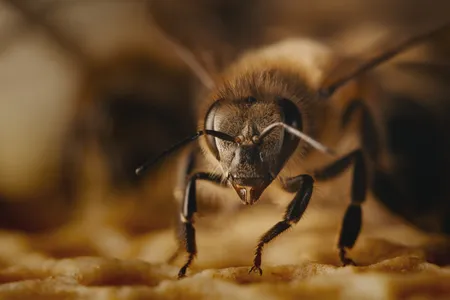 Diary of a Honey Bee.jpg