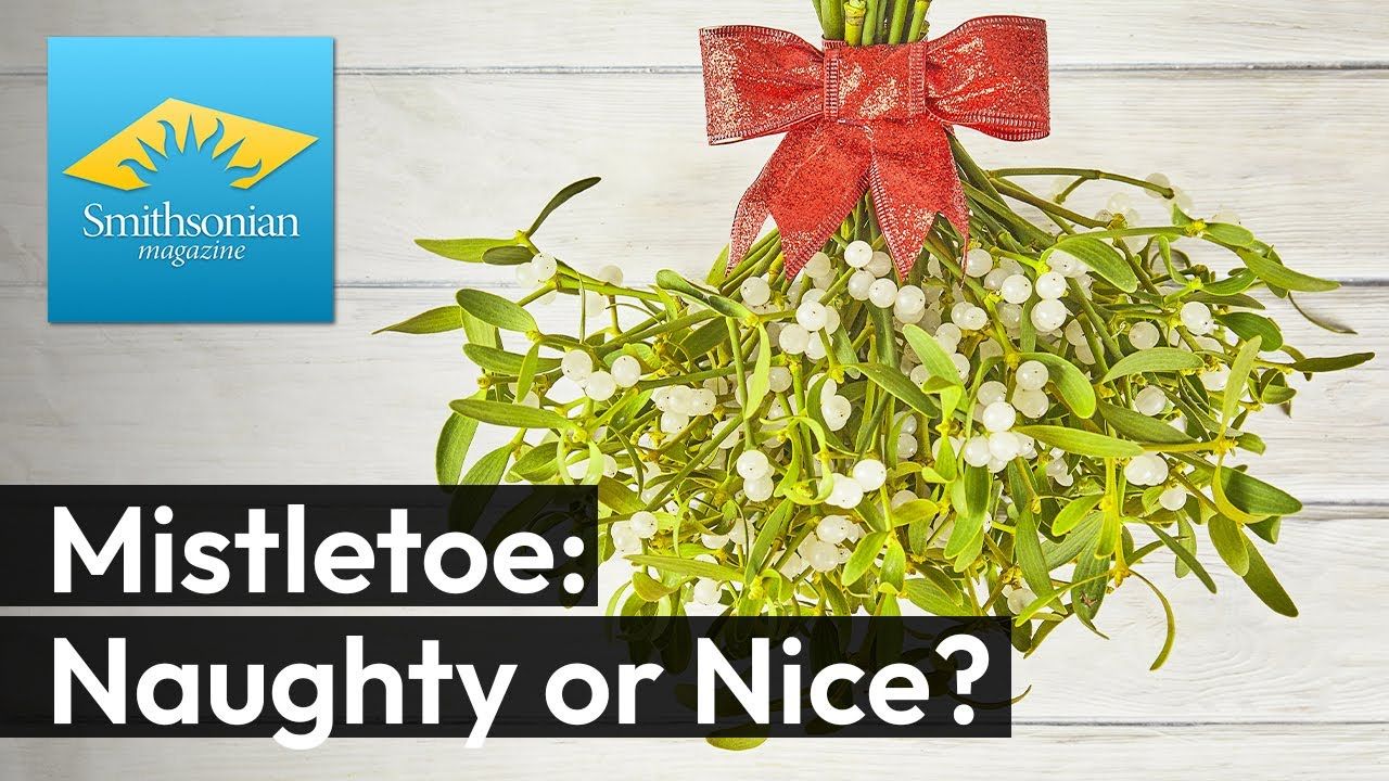 Preview thumbnail for The Secret Life of Mistletoe: Love, Legends and … Parasites