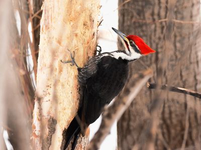 A woodpecker prepares to smash its beak against a tree.&nbsp;