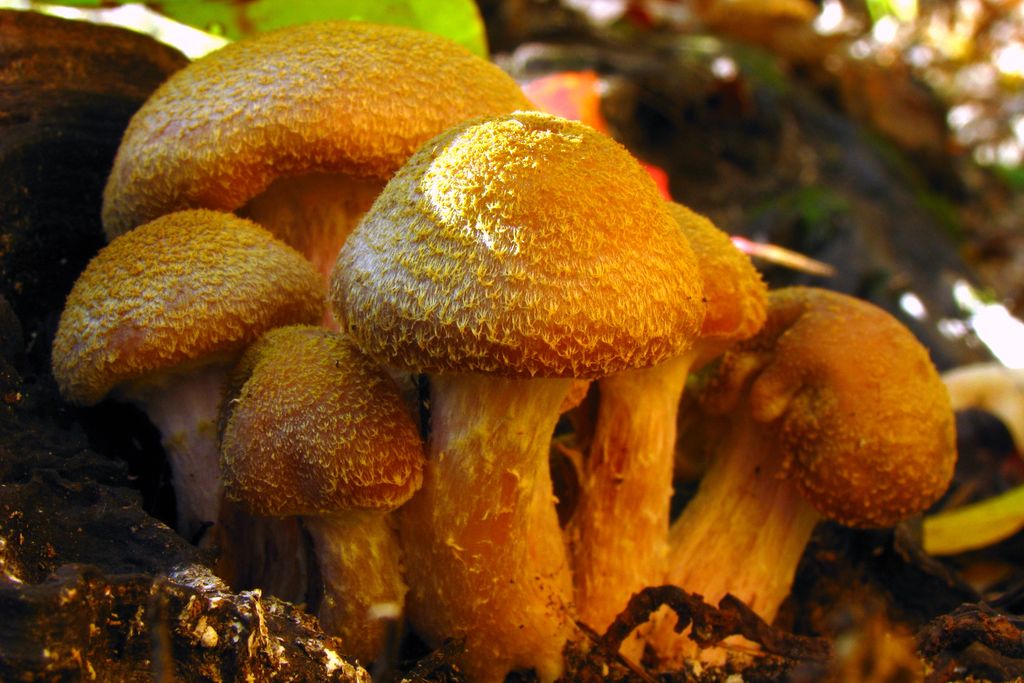 Honey Mushrooms