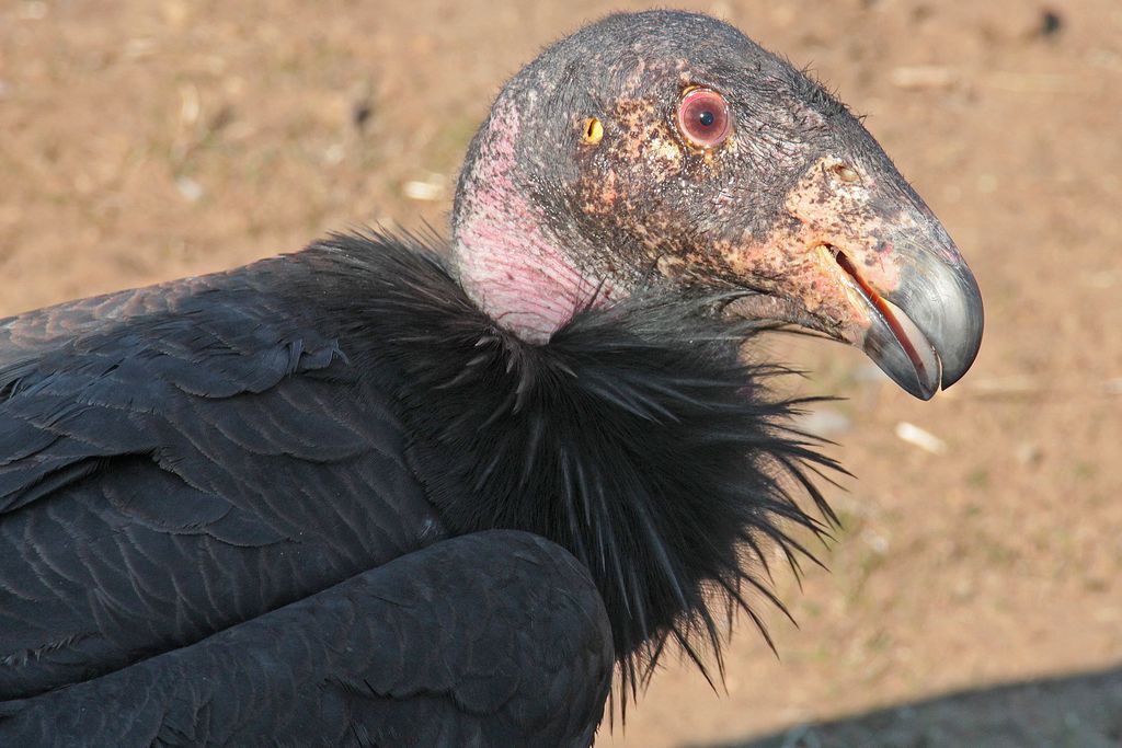 Close-up photograph of California condor