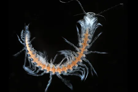 A species of remipede known from the Caicos Islands. The photograph was taken by a member of a multinational team looking for rare species. Remipedes are crustaceans that are close relatives to insects.