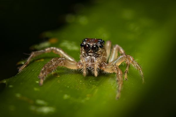 'Telamonia' Jumping Spider on a Leaf thumbnail