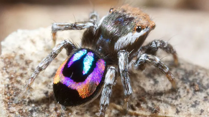 Peacock Spider
