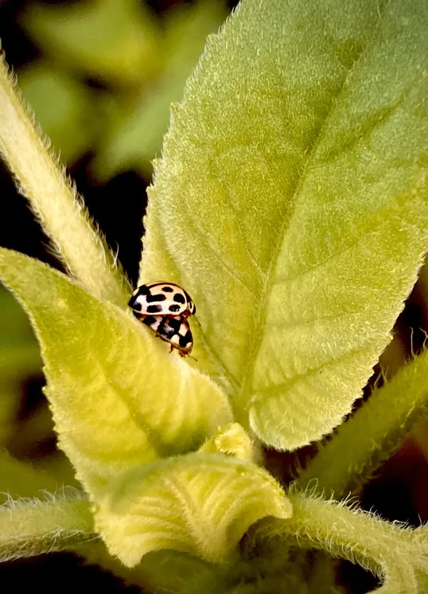 Creating More Organic Pesticides! Thank You Lady Beetles! thumbnail