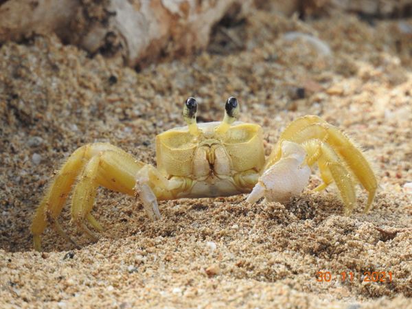 Sand crab, St Lucia. thumbnail