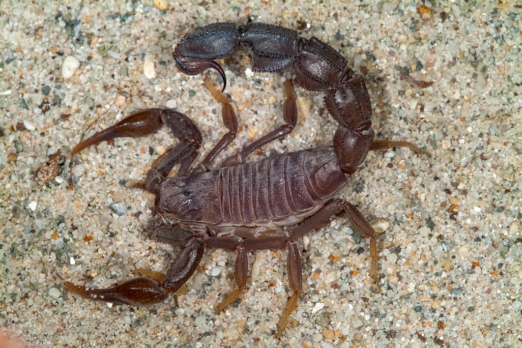 A large dark brown scorpion with a large stinger and claws