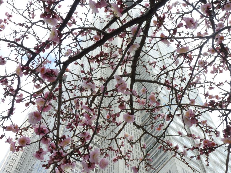 Japan's budding cherry blossoms | Smithsonian Photo Contest ...