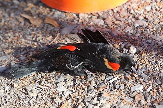 20110520110657Arkansas-dead-blackbirds-fall-from-sky-520.jpg