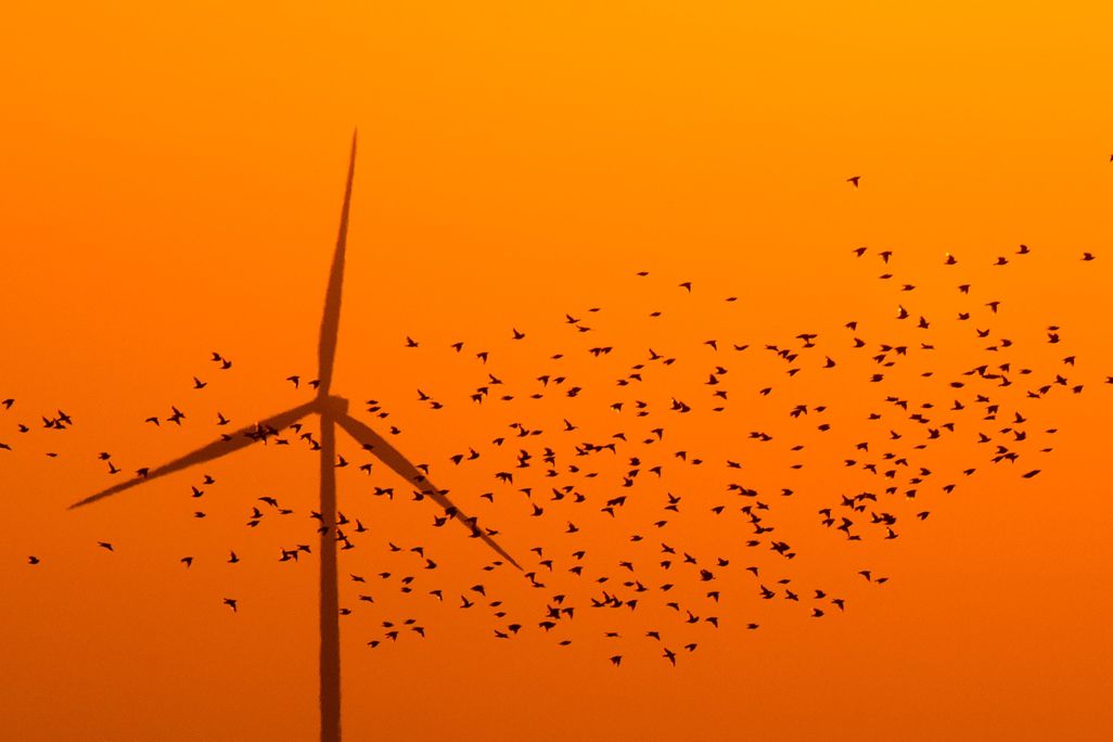 A wind turbine in Germany at dusk in front of an orange sky; a flock of birds are silhouetted in the foreground